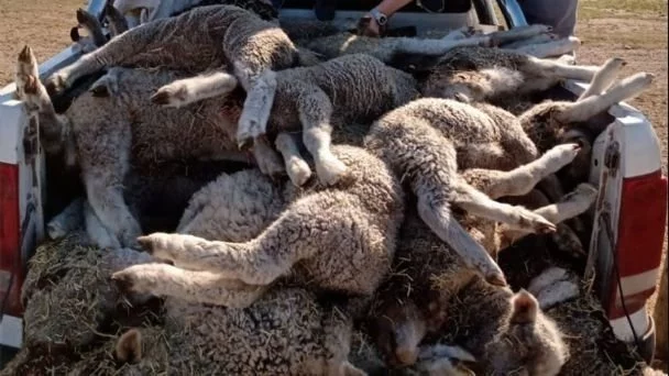 Un puma ingresó a un campo y mató 35 corderos