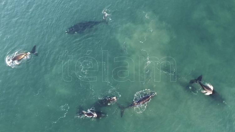 La ballena franca austral, bajo amenaza por el calentamiento de los océanos