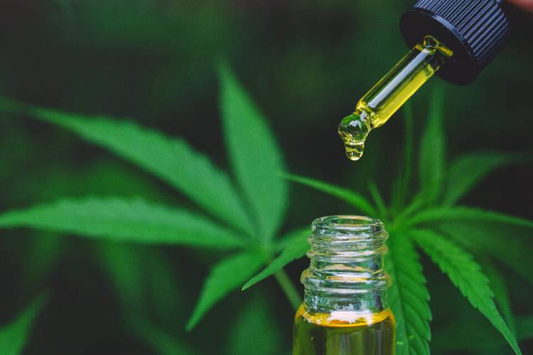 Cannabis medicinal: la Corte ordenó que una obra social lo provea a un niño que padece epilepsia refractaria