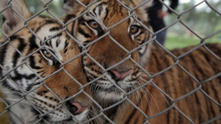 Inician el debate sobre la vigencia de los zoológicos y los acuarios con la idea de "bienestar animal"
