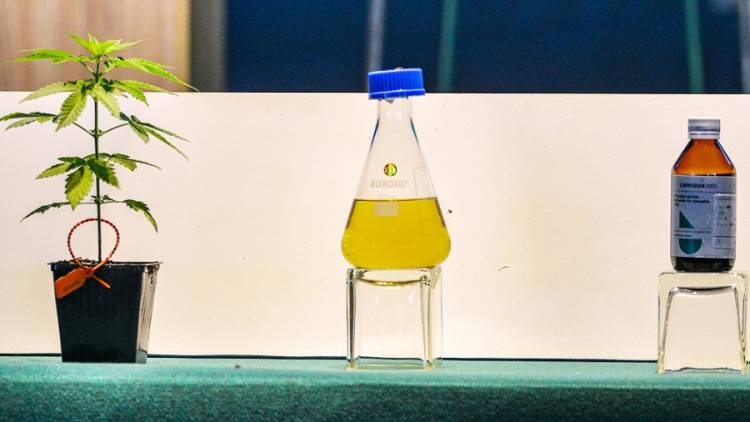 La Rioja tendrá a mediados de 2022 su primer aceite de cannabis para uso medicinal