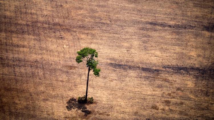 La pérdida de animales impide a las plantas adaptarse al cambio climático