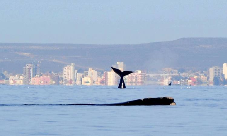 Puerto Madryn, las maravillas de la naturaleza al alcance