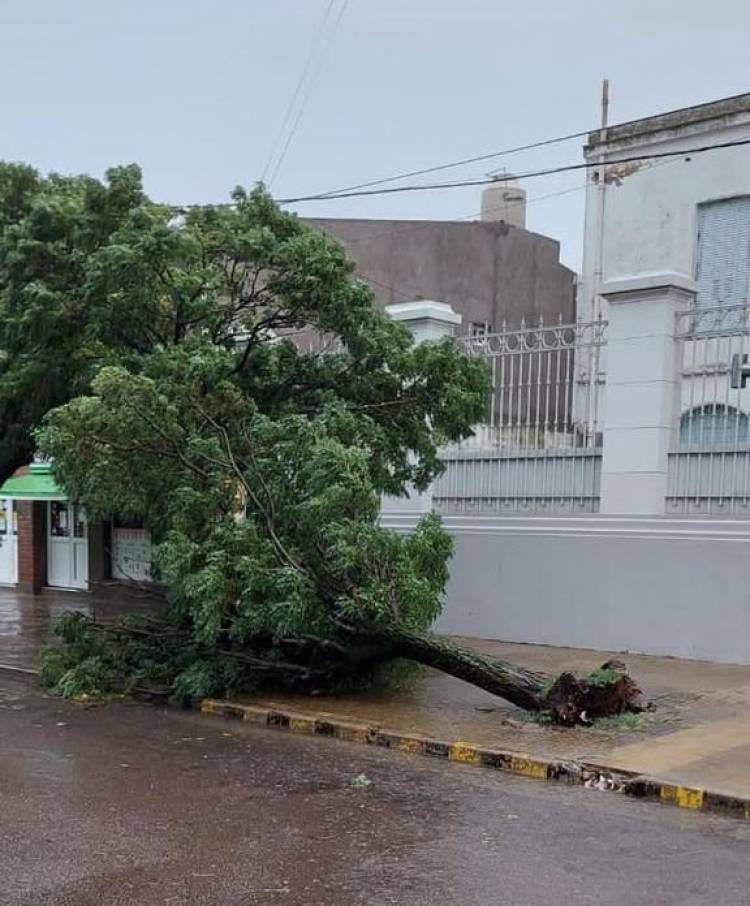 Temporal en la zona: el viento destrozó el arbolado urbano en Tornquist