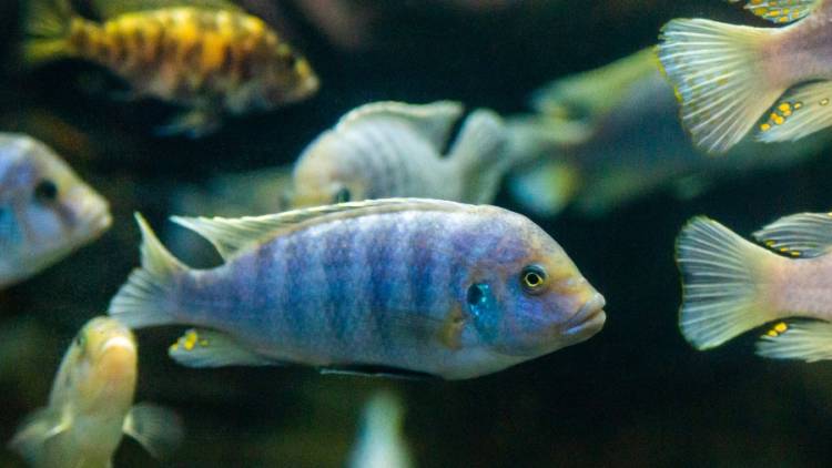 Los peces de agua dulce tienen aptitudes para las matemáticas