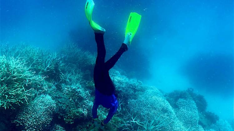 Una ola de calor en Australia dañó el 91% la Gran Barrera de Coral