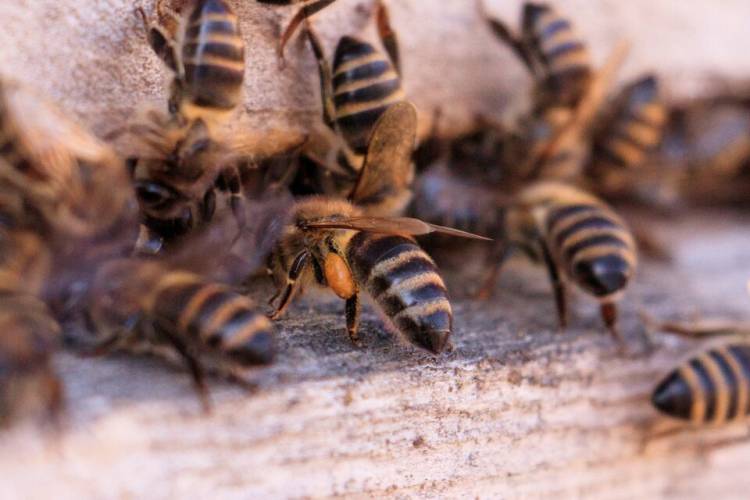 ¿Por qué hay un Día Mundial de las Abejas?