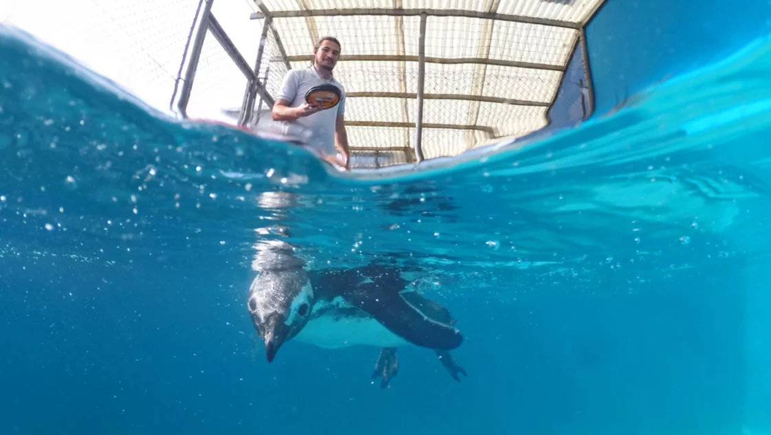 Cierre de temporada: la Estación de Rescate de Fauna Marina cuida a los pingüinos y es fuente de inspiración