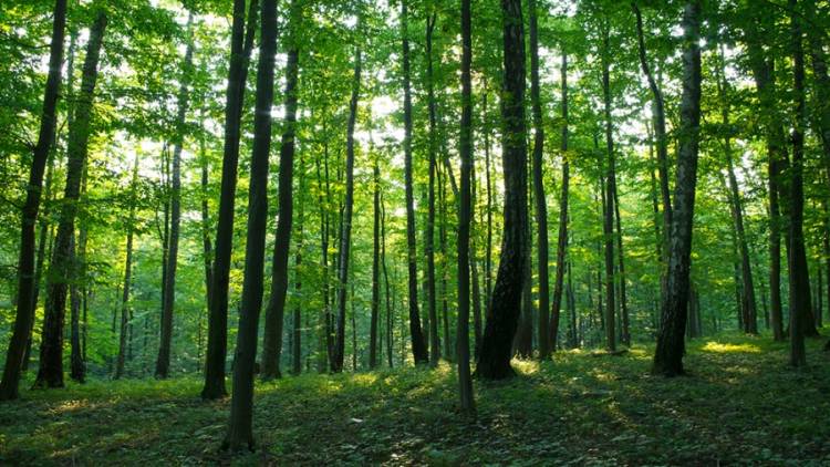 Lanzaron la consulta pública para la Estrategia de Acción para el Empoderamiento Climático