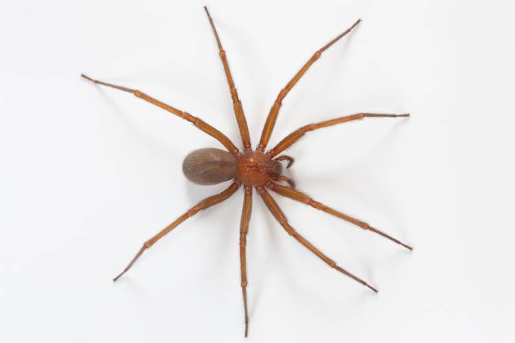 Beba de 18 meses murió tras ser picada por una araña