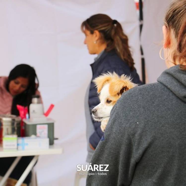 Jornada de vacunación antirrábica en la plaza Tacuarí: se aplicaron 155 dosis
