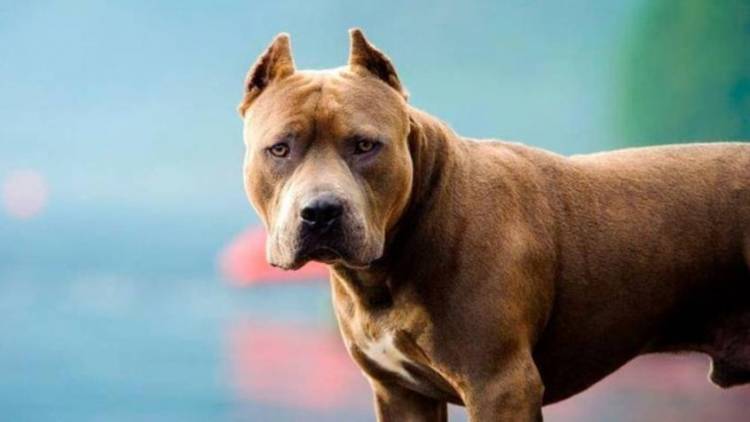 Palos Verdes: perros atacaron a una familia y el hombre perdió una oreja