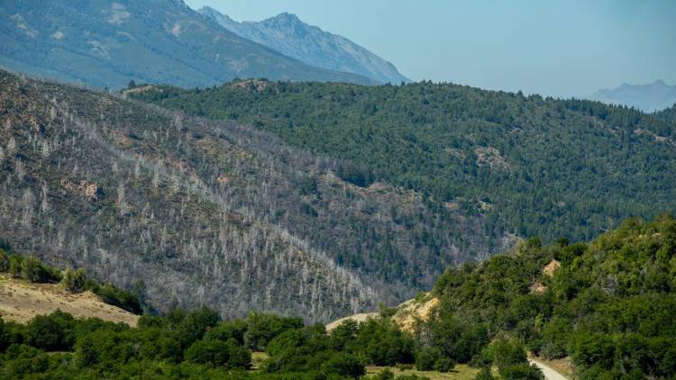 Incendios en la Patagonia andina: por qué los expertos prevén cada vez más fuego
