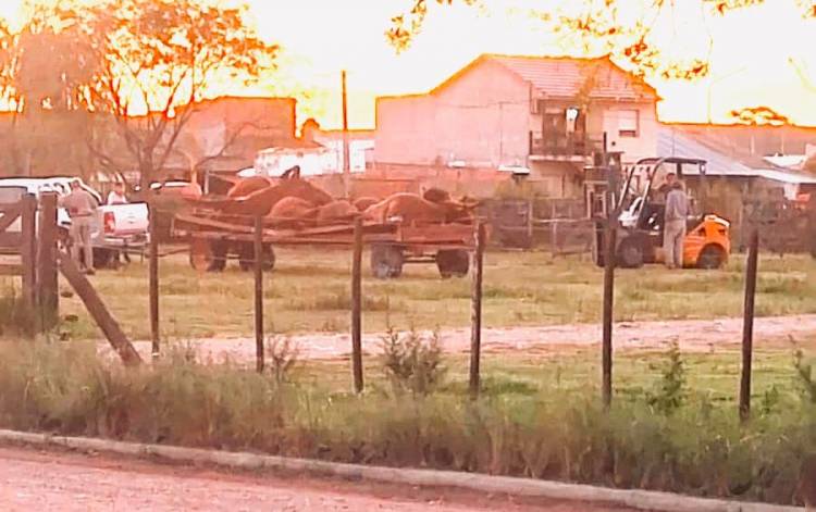 Tres Arroyos: mueren 15 vacas preñadas en la Sociedad Rural