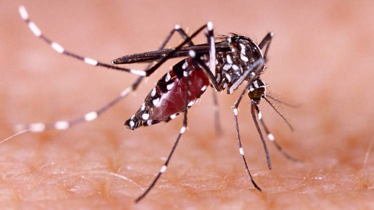 Brote histórico de dengue en Argentina: ya son 129 los muertos y hay más de 180 mil casos registrados