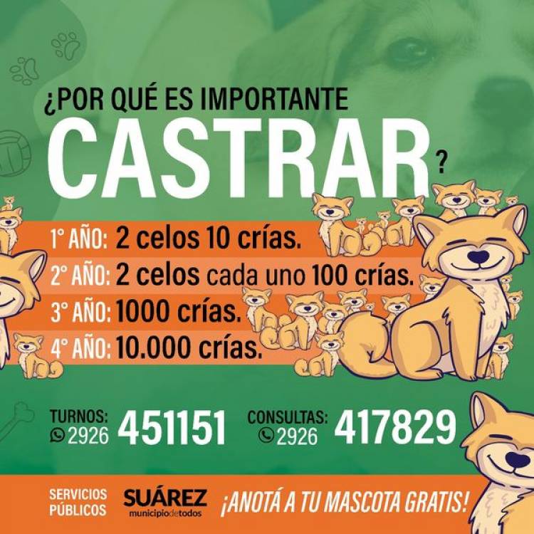 ¿Sabías que en Coronel Suárez podés castrar a tus mascotas de forma gratuita?