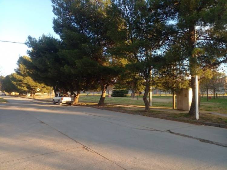 Extracción de árboles en avenida 12 de octubre
