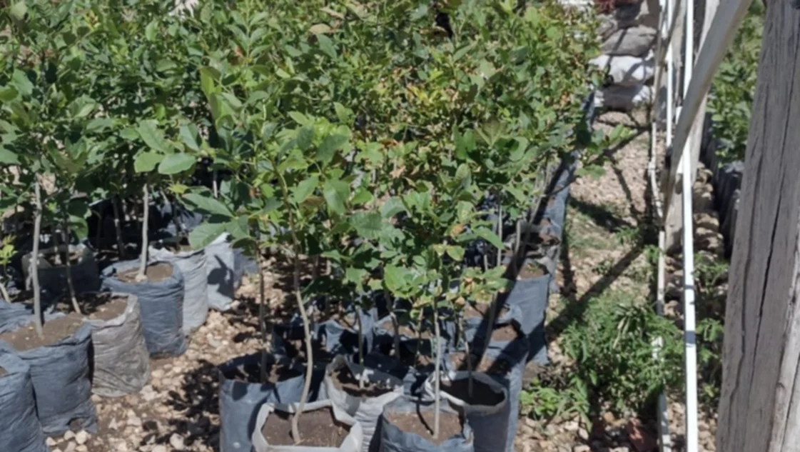 La cárcel de Saavedra donó 1.225 plantines de árboles a Bahía
